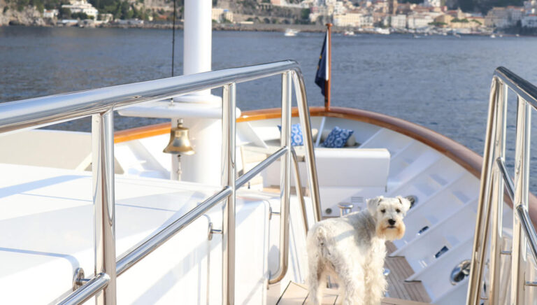 All Paws On Deck: A Guide To Luxury Yachting with Pets